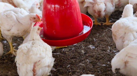 abreuvoir automatique au poulailler